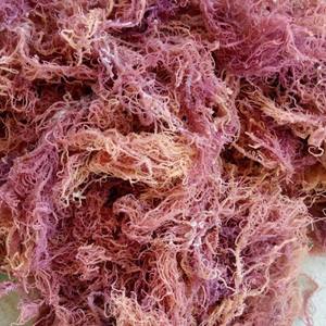 Matériau d'algues sélectionnées Sea Moss Parfait pour les desserts Smoothies et créations culinaires Vietnam - Product Image 1