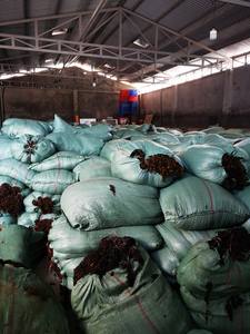 Algues Sargasses ou Algues Brunes de la Province de Quang Ngai au Vietnam avec un Prix Abordable et une Bonne Qualité/ Mme Lima - Product Image 5