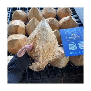Top Quality <b>Semi</b> <b>Husked</b> <b>Coconut</b> Cheap Wholesale Price <b>Fresh</b> Light Color Bright Skin Premium Factory Bulk Supply New - Product Image 2