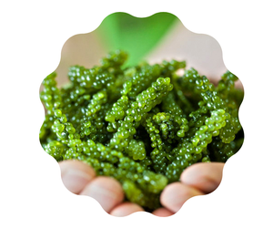 Raisins de mer Lato/Latok/Algues marines du Vietnam pour l'exportation au meilleur prix/ Mme Lucinda - Product Image 6