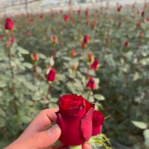 ดอกกุหลาบพรีเมียม ดอกไม้ธรรมชาติ สดสวย บานสะพรั่ง นุ่มนวล หอมละมุน เหมาะสำหรับตกแต่งงานอีเว้นท์ งานแต่งงาน และตกแต่งบ้าน - Product Image 3