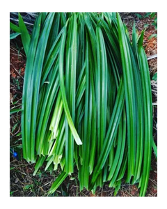 LAS HOJAS DE PANDAN NATURALES PROPORCIONAN UN SABOR DE ALTA CALIDAD A LOS POSTRES Y BEBIDAS A PRECIOS COMPETITIVOS PARA EXPORTACIÓN EN 2026. - Product Image 1