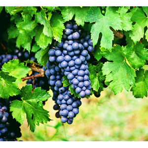 Uvas de Vino de Primera Calidad, Cosecha Fresca de Viñedo para Producción Comercial de Vino, Fabricación OEM - Product Image 6