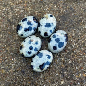 Cabochon ovale en jaspe dalmatien naturel, pierre à dos plat de haute qualité, polie, pour la fabrication de bijoux, vente en gros - Product Image 1