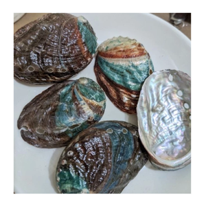 Raw <b>Abalone</b> <b>Shells</b> Natural Shape Art Collectible Decorative Craft Material <b>Shell</b> Nature Theme Unpolished Handmade - Product Image 1
