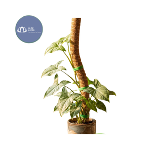 Más Vendido: Poste de Musgo de Coco Natural Sostenible – Soporte Ecológico para Plantas al por Mayor - Product Image 1