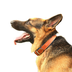 Collar de Cuero Ligero de Lujo para Perro, Diseño Personalizado de Alta Calidad con Logotipo y Color Único, Superventas - Product Image 2