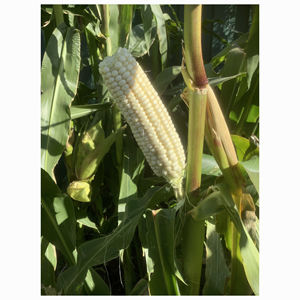 Proveedor mayorista de maíz blanco de primera calidad para importadores internacionales de alimentos y distribuidores globales - Product Image 4