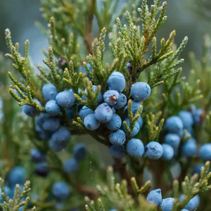 Wholesale Supply For Private <b>Label</b> Brands Premium Quality Bulk Natural Dried Juniper Berries 2026 New Season Organic - Product Image 5