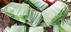 Feuilles de bananier fraîches en gros pour emballage alimentaire, restaurants, traiteur, exportation, qualité verte naturelle, traitement courant - Product Image 2