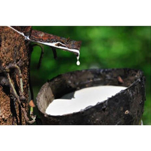 Liquidación de Fin de Año Últimas Oportunidades 100% GARANTÍA DE CALIDAD Látex de Caucho Blanco 100% Natural del Reino Unido - Product Image 5