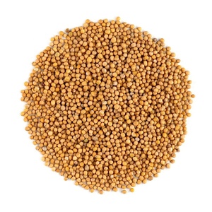 Semi di <span class=keywords><strong>Senape</strong></span> Gialla Regolari e Micro Sortex, Puliti, Senza Neri e Rossi, Purezza 99,7%, Umidità Massima 8%, per Uso Agricolo - Product Image 1