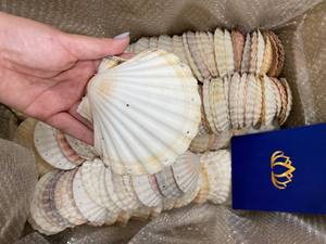 สมุดบันทึกเปลือกหอยแครงขนาด 3-4 นิ้ว ทำมือ 50 หน้า สีขาวธรรมชาติ สมุดโน้ตเปลือกหอยทะเล เขียนได้ เป็นมิตรกับสิ่งแวดล้อม พกพาสะดวก สำหรับธุรกิจ - Product Image 2