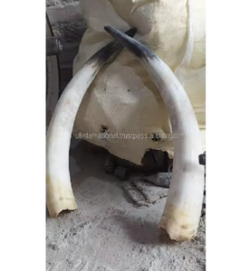 Cuerno de Búfalo y Cuerno de Vaca, Diseño Animal, Artesanía en Cuerno, Ahora en Oferta, Decoración de Pared - Product Image 5