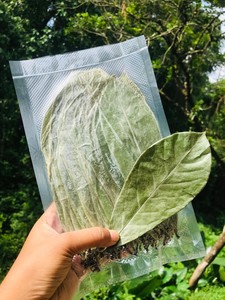 Organic Fermented Dried Soursop Leaves Black <b>Tea</b> Vietnam Health <b>Tea</b> Non Sugar Grade a 25 <b>Tea</b> Bags <b>Box</b> Net Weight 50gr - Product Image 4