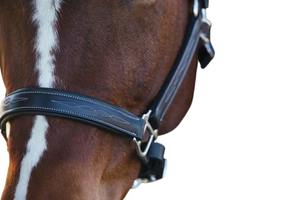 Halter de Cuero Artesanal Premium, Fuerza y Comodidad para Caballos, al Mejor Precio al por Mayor - Product Image 4