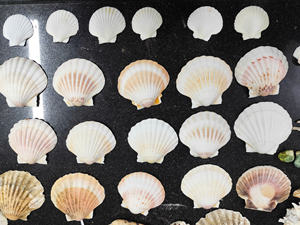 Conchas de Vieira Grandes VN Lavadas // Concha de Vieira Natural Blanca // Vietnam - Product Image 5