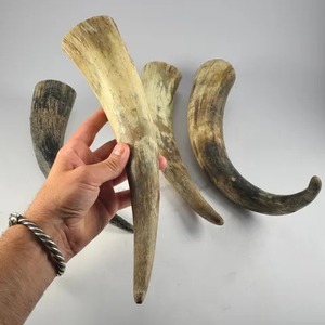 Cuernos de Vaca Naturales Tradicionales, Piezas de Cuerno Curvadas sin Acabado para Artesanías, Proyectos Decorativos de Tallado y Manualidades - Product Image 1