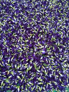 ดอกอัญชันแห้งสำหรับชงชา เครื่องดื่มผสมชา ส่วนผสมเครื่องดื่มสีน้ำเงินธรรมชาติ ส่วนผสมชาดอกไม้ - คุณเกรซ - Product Image 4