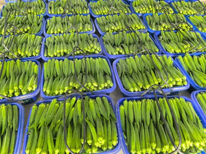 MEILLEUR PRIX DE GROS Okra Entière en Conserve 425g Sachet Retortable Légume Conservé pour la Vente au Détail - Product Image 6