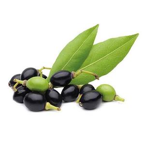 Aceite Portador Herbal de Bayas 5KG, Aceite Prensado en Frío de Bayas de Laurel (Laurus Nobilis) - Para Cosméticos, Aromaterapia y Formulaciones de Cuidado Personal - Product Image 3