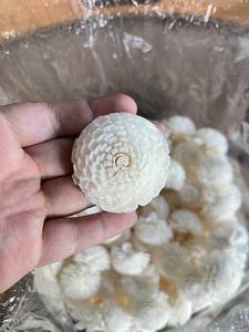 ดอกไม้ไม้โซล่า ขนาด 8-8.5 ซม. ก้านไฟเบอร์จากต้นเซสบาเนีย สำหรับอโรมาเธอราพี ทำด้วยมือ เป็นมิตรต่อสิ่งแวดล้อม แบบเจาะรู สำหรับตกแต่ง - Product Image 5