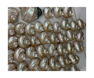 Vente en gros de coquillages naturels pour l'artisanat, la décoration artisanale et la décoration côtière - Product Image 3