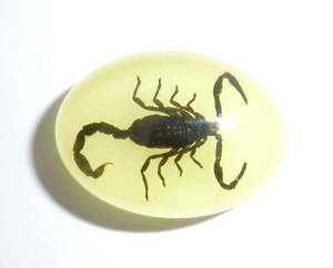 Cabujón Ovalado de Plástico con Espécimen Real de Escorpión Negro 18x25 mm, Base Plana Brillante para Manualidades y Joyería - Product Image 1