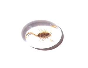 Escorpión Dorado, Espécimen Real, Cabujón de Plástico Ovalado de 18x25 mm, Base Plana Transparente para Manualidades y Joyería - Product Image 1