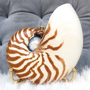 Conchas de nautilus grandes a precio económico, conchas naturales del océano y la playa al por mayor para decoración. - Product Image 2