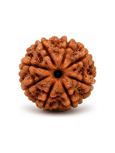 Natural Brown 7 Mukhi Rudraksha Loose Bead Mala Making Meditation Prayer Jewelry <b>Craft</b> Third Party Certified Wholesale - Product Image 1