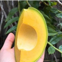 Diepvries Avocado Tropisch Fruit AVO Halve Pit IQF Vriesproces 25kg voor Smoothies, Desserts en Voedselverwerking