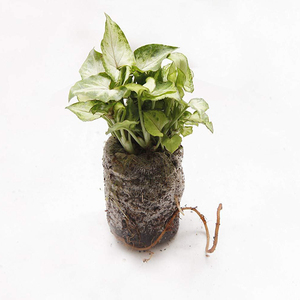 Pellets de fibra de coco Natural ecológico 100%, plantadores de semillas de Coco, cocopeat para vivero de plantas de jardín y hogar - Product Image 6