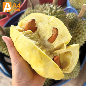 ทุเรียนมันทอง 100% ออร์แกนิค สดใหม่ บรรจุ 500 กรัม แช่เย็น อายุการเก็บรักษา 14 วัน - Product Image 2