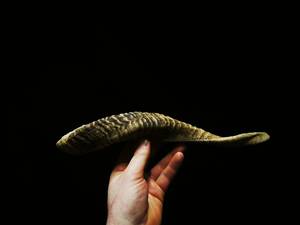 Shofar en corne de bœuf naturelle de haute qualité pour la fête de Rosh Hashanah, artisanat casher Hs Husnain, poli, toucher réel - Product Image 4