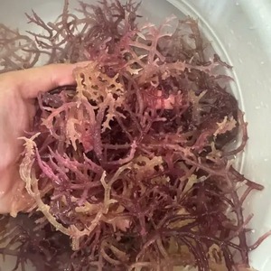 สาหร่ายทะเลแห้ง Eucheuma Cottonii วีแกน ซูเปอร์ฟู้ด สีทองม่วง เกรดอาหาร สำหรับทำเจลสาหร่ายทะเล สมูทตี้ ขายส่ง - คุณเกรซ - Product Image 4