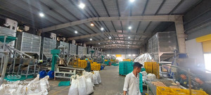 Usine de traitement des noix de cajou TTQ, capacité de 30 tonnes/jour, ligne automatique de traitement des noix de cajou, noyaux blancs de qualité alimentaire, fabricant de Ho Chi Minh, 380V - Product Image 5