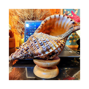 Grande décoration en coquille de trompette naturelle pour la décoration de maison sur le thème côtier, l'aménagement d'aquariums, la décoration de restaurants et d'hôtels - Product Image 5