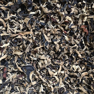 EXPORTATION DE GRANDES QUANTITÉS DE CHAMPIGNON EN BOIS DU VIETNAM À BAS PRIX - Product Image 5