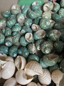 เปลือกหอยเทอร์โบขัดเงาหยกสีเขียวขนาดใหญ่เปลือกหอยเทอร์โบธรรมชาติของเวียดนามสำหรับตกแต่งงานแต่งงานชายฝั่งทะเล - Product Image 6