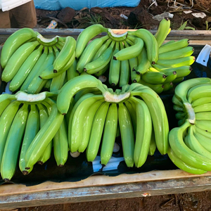 Plátano Cavendish de Alta Calidad, Fruta Fresca para Exportación Global WA 84 985971368 - Product Image 1