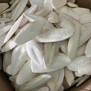 Hueso de Sepia Premium para Exportación, 15-20cm, Gran Tamaño, Bajo Contenido de Humedad, Bocadillo para Aves, MOQ 500KG, Baja Tasa de Rotura, Vietnam - Product Image 6