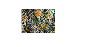 Extrait de bromélaïne de qualité supérieure en poudre, enzyme digestive naturelle pour la dégradation des protéines, le confort articulaire et le bien-être immunitaire - Product Image 1