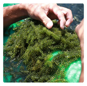 Uvas de Mar Deshidratadas Más Vendidas, Suministro a Granel desde Vietnam para el Mercado Global - Product Image 4