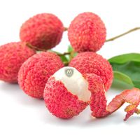 Verse rode lychees uit Vietnam, exportkwaliteit tropisch fruit voor importeurs en distributeurs