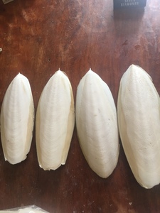 ผงกระดูกปลาหมึกธรรมชาติสำหรับนก อาหารเสริมแคลเซียมสูง ผู้จัดจำหน่ายและผู้ค้าสำหรับอุตสาหกรรมสัตว์เลี้ยง 22 - Product Image 4