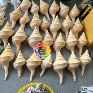 Conchas de Cauri Doradas Raras, en Forma de Cono, Grandes, Naturales, Muestra de Concha Marina, Decoración para Acuario, Hogar, Librería, Regalo - Product Image 2
