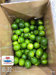 Citron vert sans pépins de qualité export – Origine Vietnam, citron vert frais pour les acheteurs en gros - Product Image 4