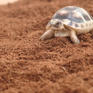 Sinh Thái Thân Thiện Với Coco Than Bùn Bộ Đồ Giường Thấp Ec Rửa Sạch Sợi Dừa Chất Nền Cho Động Vật Nhỏ - Product Image 1