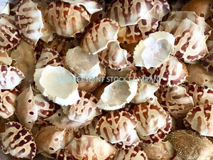 Coquille de crabe naturelle séchée de haute qualité pour l'alimentation en restauration, provenant du Vietnam / Coquille de crabe entière nettoyée à prix abordable pour l'exportation - Product Image 2
